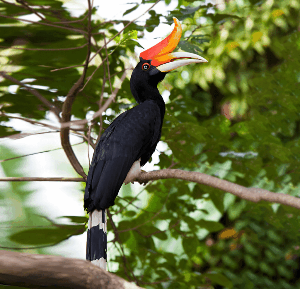 Hornbill with black feathers and bright orange-white bill perched on a branch amid green foliage.