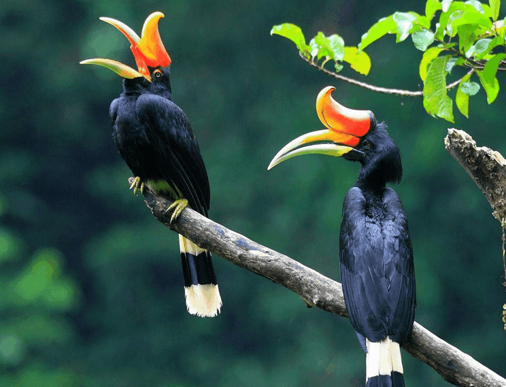 Two rhinoceros hornbills with bright beaks perched on a branch against green blur.