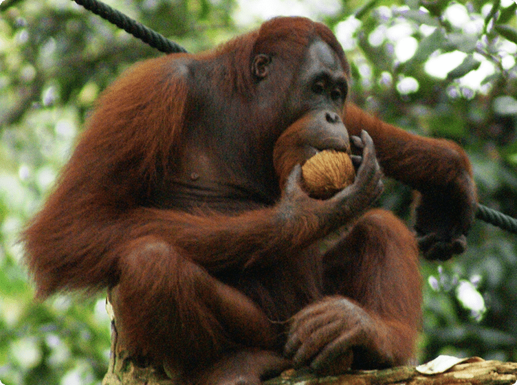Orangutan on branch holding coconut, surrounded by lush greenery.