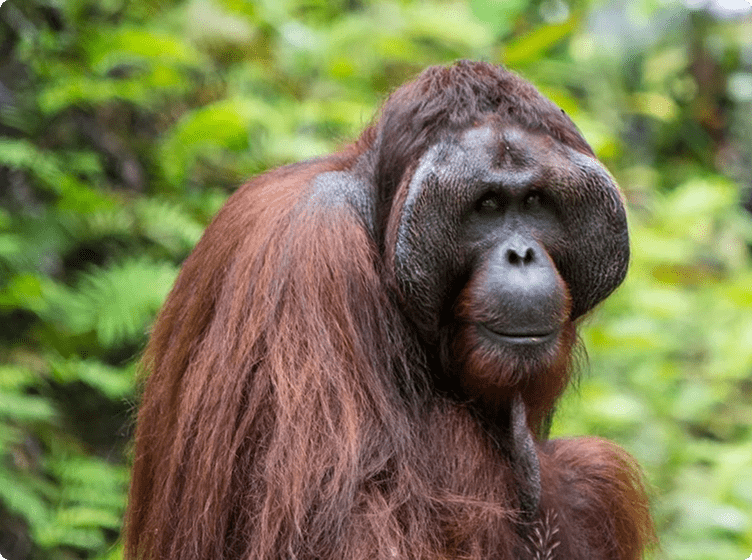 Orangutan with reddish hair and cheek pads sits calmly in green foliage.